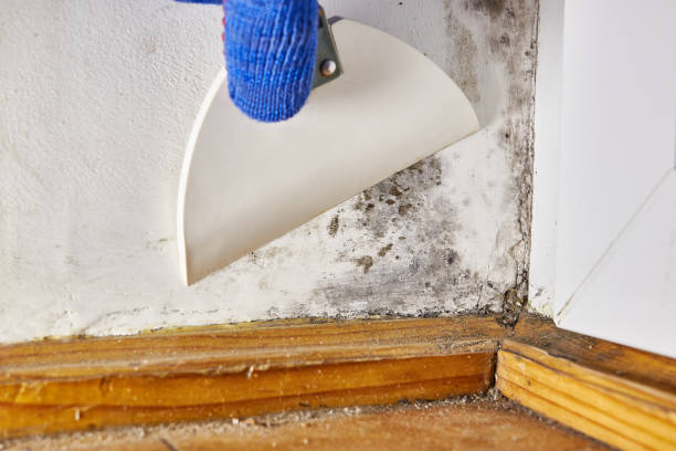 Best Crawl Space Mold Remediation  in Ontario, OH