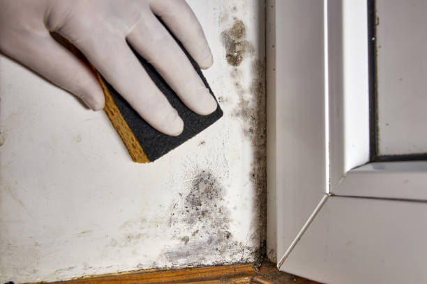 Best Water Damage & Mold Remediation  in Ontario, OH